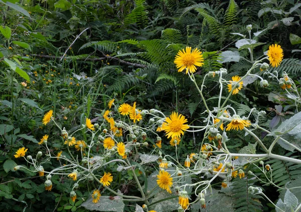 緑の葉や野生植物の中で育つ黄色の野生の花の美しいシーン — ストック写真