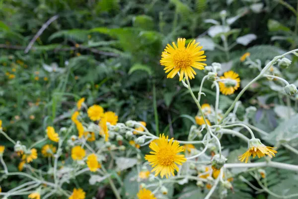 Cerca Amarillo Flores Silvestres Con Naturaleza Hierba Verde Fondo —  Fotos de Stock