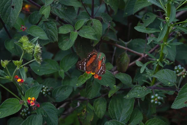 靠近一个小王座的苍蝇 在红色和黄色的小花和绿色叶子的背景上飞过 — 图库照片
