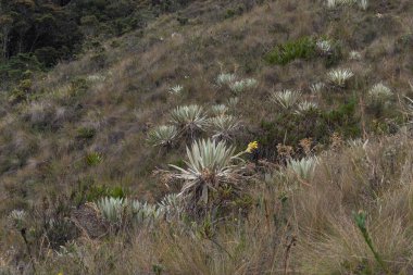 Espeletia plants growing up into colombian chingaza national park hillside