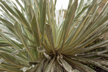 Close up to a Frailejon plant leaves in sunny day