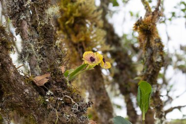 Two small yellow orchids growing up into tree cortex at colombian paramo