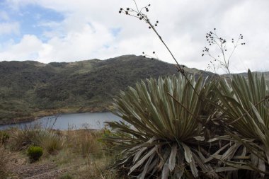 Frailejones plants with raindrops and colombian paramo ecosystem at background