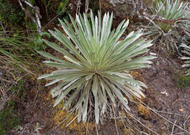 Espeletia plant knowed as frailejon top view growing up at colombian paramo ecosystem