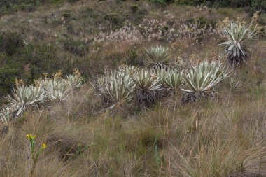 Espeletia plants at south american paramo andean mountain range ecosystem
