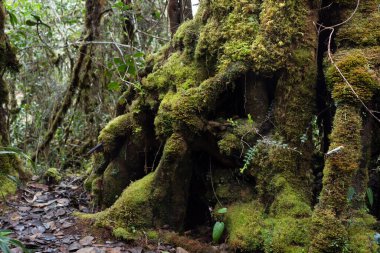  Beautiful big tree trunk covered with green moss in middle of colombian paramo forest