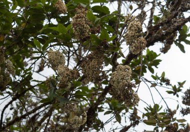 Closed up to an old wild white flowers at the top of a tree