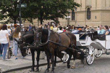 Güzel beyaz araba Prag caddesinde iki kahverengi ata bindi.