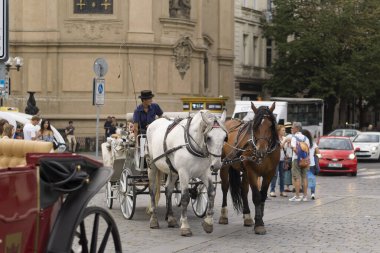 Praguie şehir merkezinde iki atlı eski bir turistik araba. 