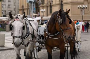Prag şehrinde turistik bir aracın güzel atları.