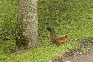 St. Petersburg Parkı 'ndaki yeşil ağacın üzerinde yosunlu bir gövdenin yanındaki kırmızı büyük sincap.