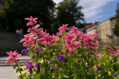 Güneşli bir günde Estonya bahçesinde pembe salvia viridis çiçekleri