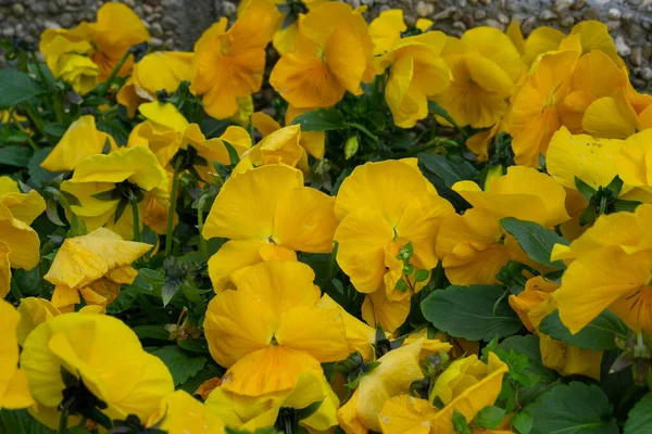 Sárga Szent Paulia Afrikai Virágok Kert Napsütéses Napon — Stock Fotó