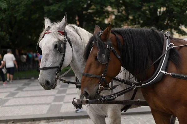 stock image white and brown horses from a carriage at Prague czech republic city downtown