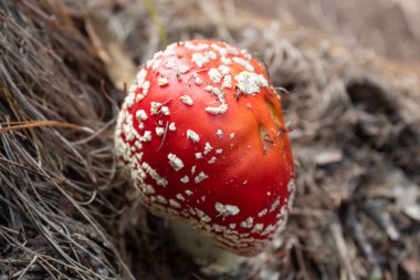 Arka planda çam yapraklı amanita parcivolvata olarak bilinen güzel kırmızı ve beyaz zehirli mantara yakın.