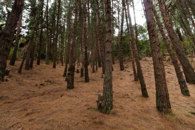 Bogota Paskalya Dağları Çam Ormanı güneşli bir günde