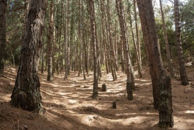 Bogota 'nın doğu dağlarında La Vieja dere çam ağacı manzarası