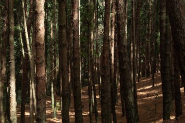 Antik çam ağaçları güneşli bir günde
