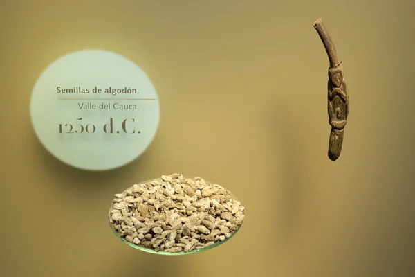 stock image Ancient cotton seeds founded in valle del cauca department at golden museum