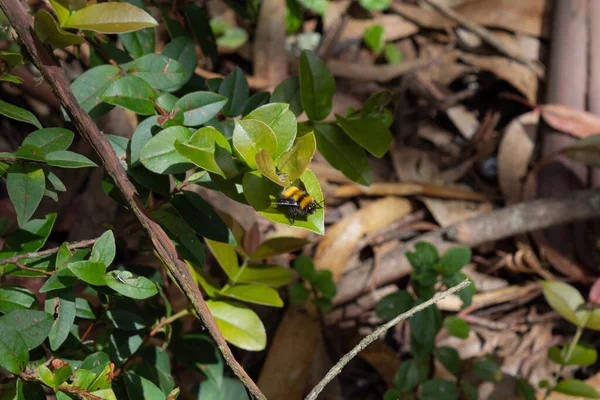 Kolombiya Dağlarındaki Yeşil Yaprakların Üzerinde Sarı Yaban Arısına Yakın — Stok fotoğraf