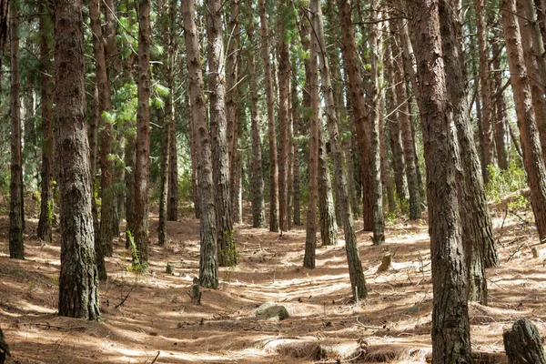 Stock image Beautiful bogota eastern mountains pine forest scene in sunny day