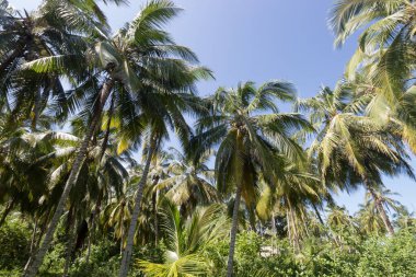 Güneşli bir günde tropikal ormanın ortasında yeşil yüksek plaj palmiyeleri