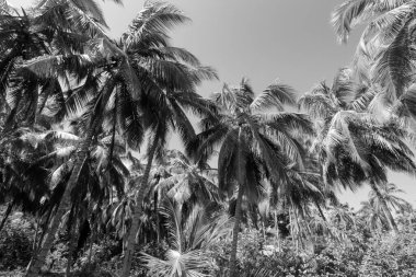 Tropikal orman yeşilliklerinin ortasındaki yüksek palmiyeli plajlar. Siyah beyaz fotoğrafçılık.