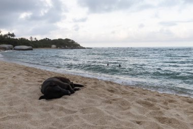 Plajın kenarında uyuyan siyah melez bir köpek Kolombiya Tayrona Ulusal Parkı tutuklama plajına giriyor. Arka planda Karayip okyanusuna yüzen bir turist var.