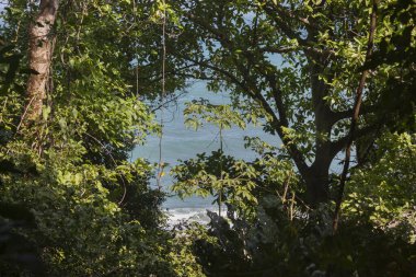 Turkuaz Karayip Denizi güneşli bir günde tropikal orman yapraklarının arasından izleniyor