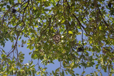 Ağaçtaki bir eşek arısı yuvası tropikal orman dallarının altından arka planda mavi gökyüzü ile Kolombiya ulusal parkına bakıyor.