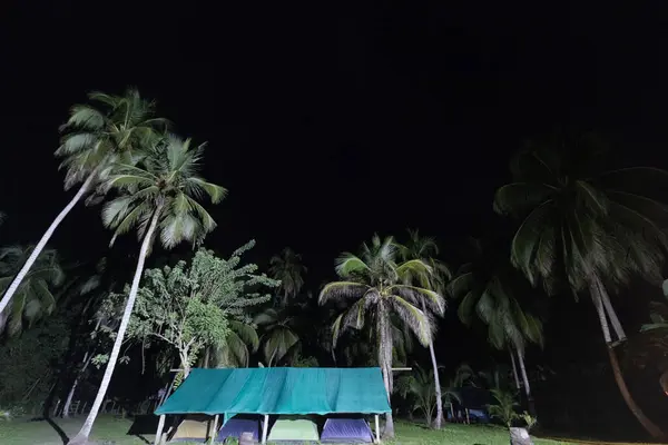 Camping tends into tropical jungle night inside colombian tayrona national park with high palms and faint stars at background