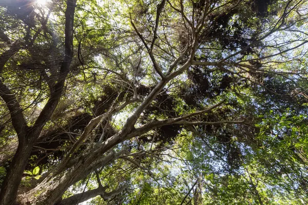 colombian tropical jungle tree foliage viewed from below in sunny day