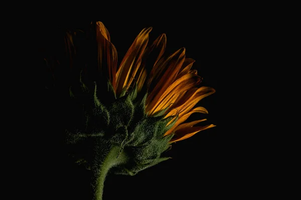 Sunflower on a black background