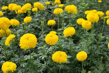 Sarı kadife çiçeği Çiçek bahçesinde