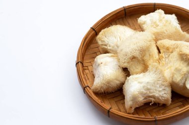 Taze ender bulunan aslan yelesi mantarı