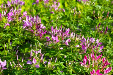 Cleome parkta spinosa