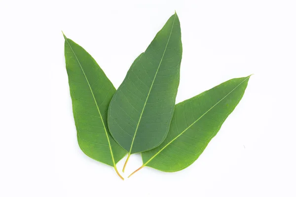 Eukalyptusblätter Auf Weißem Hintergrund — Stockfoto