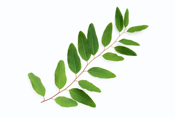 Green Leaves Eucalyptus White — ストック写真