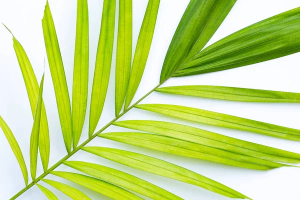 stock image Green leaves of palm tree on white background.