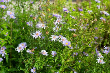 Beautiful violet flowers of Symphyotrichum dumosum