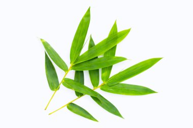 Bambu yaprağı. Beyaz arkaplanda taze yeşil yapraklar.