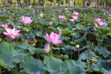 Pink lotus flower blooming in pond with green leaves