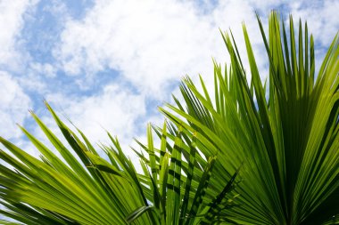 Mavi gökyüzü olan palmiye ağacı