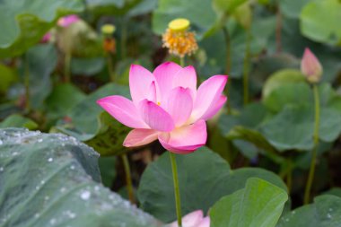 Pink lotus flower blooming in pond with green leaves