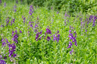 Beautiful angelonia goyazensis benth in the park