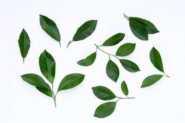 Beyaz arkaplanda beyaz yapraklar. 