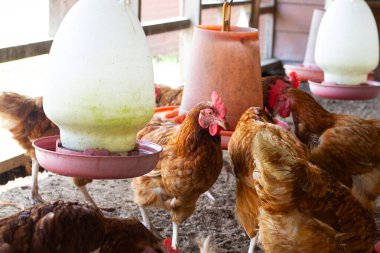 Hens in the chicken farm. Organic poultry house.