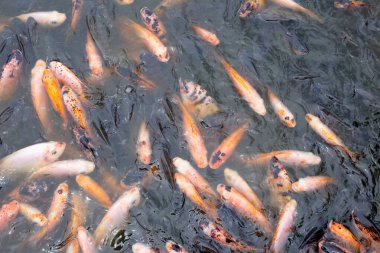 Göletteki Kırmızı Tilapia Balığı