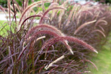 Fountain grass or pennisetum alopecuroides