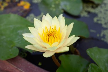 Beautiful blooming Nymphaea lotus flower with leaves, Water lily pot